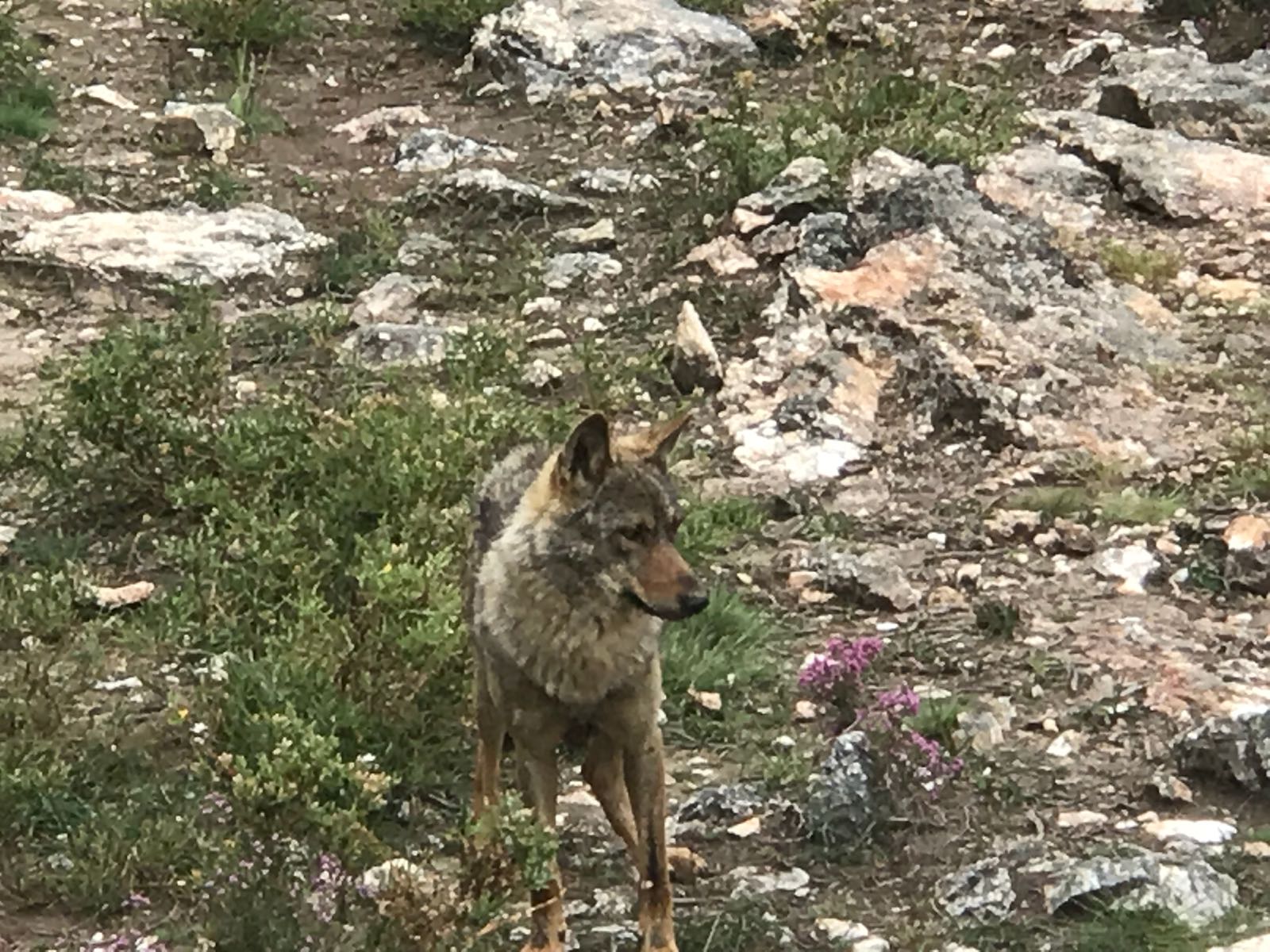 lobos